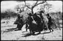 Women performing the Eland Dance, with some standing in front of a skerm, singing and clapping, and others dancing around the skerm (copy of color slide 2001.29.8651)