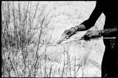 /Ao's hands holding a cocoon on a stick and scraping fibers off with grass (copy of color slide 2001.29.7934)