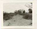 Brush fences around cattle grazing areas (print is a cropped image)