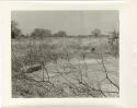 Brush fence (print is a cropped image)