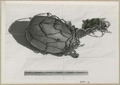 Object in a net, with a ruler for measurement (print is a cropped image)