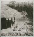 Shovel or cultivator, hoe, and a long horn inside a storage thatch in a kraal