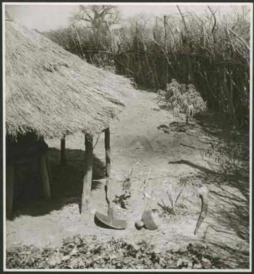 Shovel or cultivator, hoe, and a long horn inside a storage thatch in a kraal