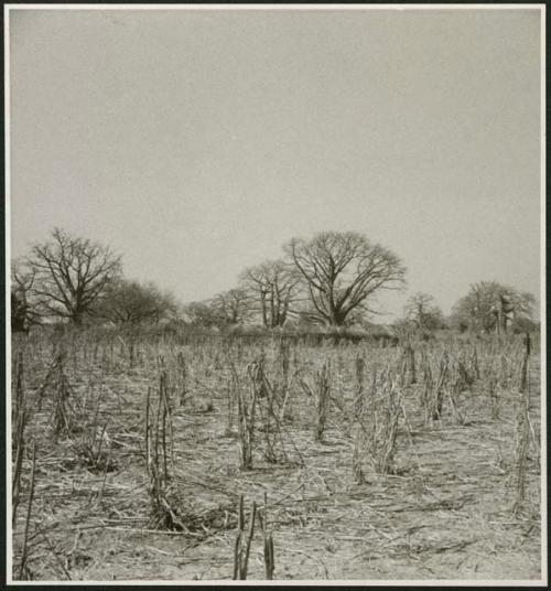 Cornfield, with kraal in background