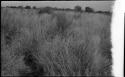 Landscape with grass in the foreground, and trees in the distance (image partly obscured)