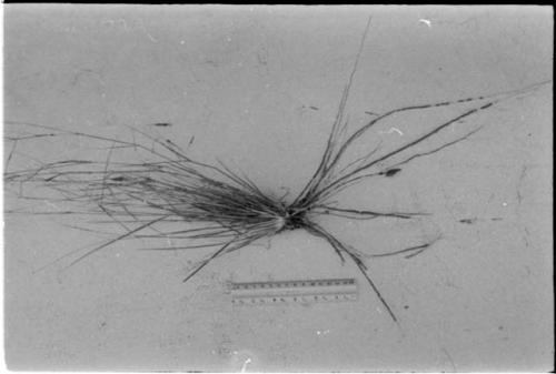 Botanical specimen collected by Robert Story, with a ruler for measurement