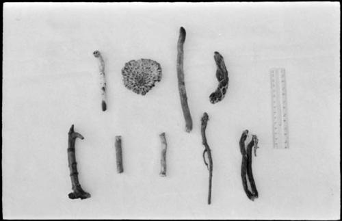 Botanical specimens used as medicines, including khu ha, ≠ouam, giriu (charred at end), /gay, and sa sa, with a ruler for measurement