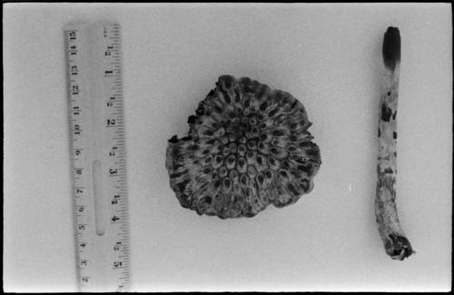 Botanical specimens, a stem called khu ha beside a piece of ≠ouam, with a ruler for measurement