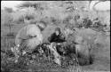 Oukwane and other people sitting and talking to William Donnellan and Elizabeth Marshall Thomas, with Wilhelm Camm interpreting. Oukwane is naming the internal parts of an animal.