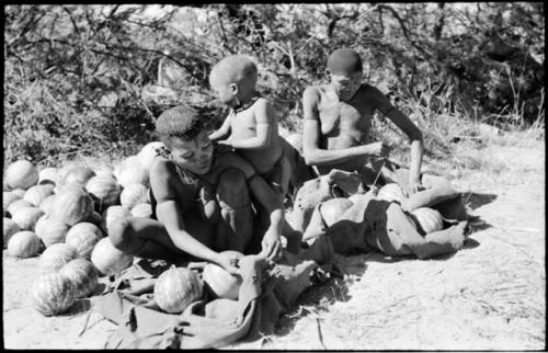 Tsekue and /Twikwe unloading tsama melons from their karosses, with Oukwane standing between them