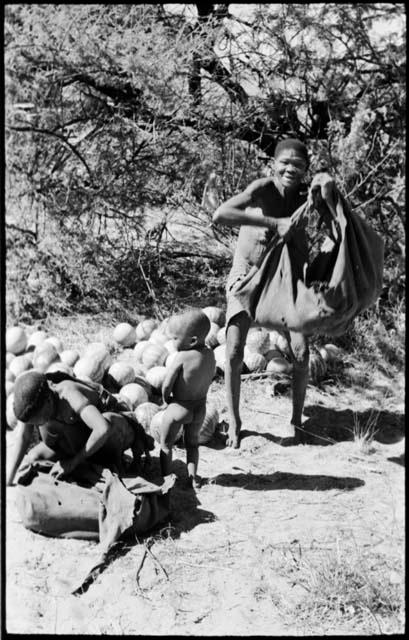 Tsekue and /Twikwe unloading tsama melons from their karosses, with Oukwane standing between them