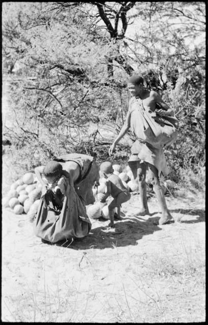 Tsekue and /Twikwe beginning to unload tsama melons from their karosses, with Oukwane standing between them