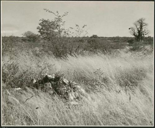 Heap of unidentifed material, with baobab trees in the background (print is a cropped image)