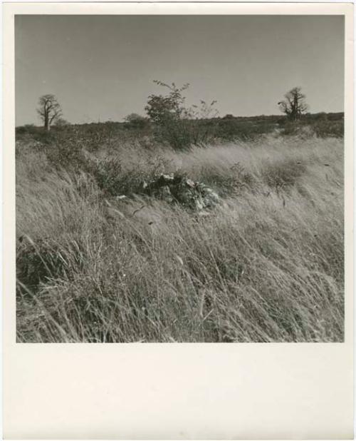 Heap of unidentified material, with baobab trees in the background