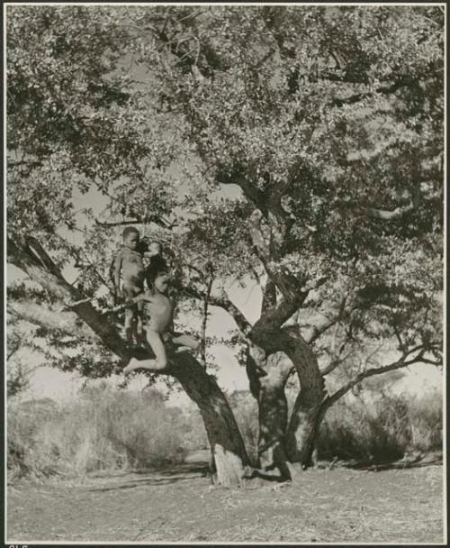 Boys climbing the tree in the dance circle location (print is a cropped image)