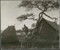 Laurence Marshall standing in the expedition camp between the sleeping tent and the office tent (print is a cropped image)