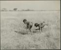 Two boys looking at something in the grass (out of focus) (print is a cropped image)