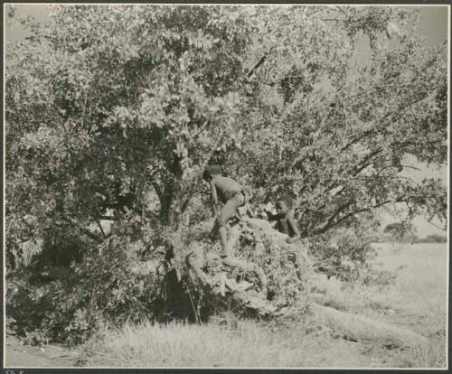 Boys climbing on a twisted tree root (print is a cropped image)