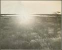 Landscape with grass, and water and a tree in the distance (print is a cropped image)