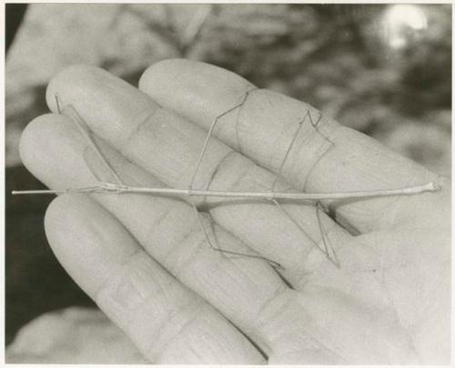 Mantis held in a hand (print is a cropped image)