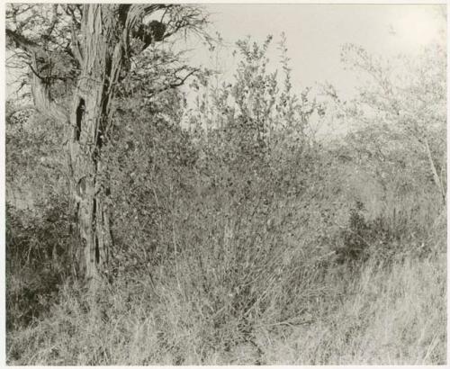 Tree and brush at Okwa (print is a cropped image)