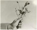 Person's hand holding up small branches with leaves and berries (print is a cropped image)