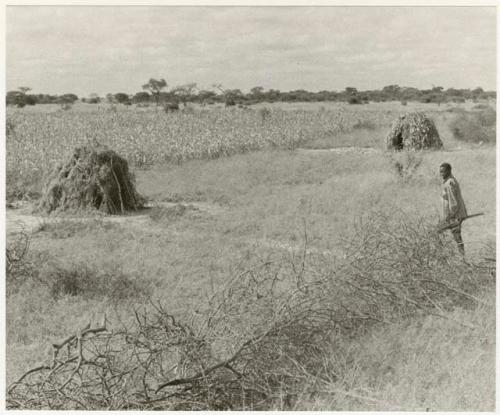 Man with a gun walking through a thorn fence to a millet field with two skerms (print is a cropped image)