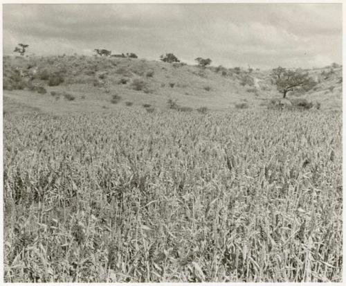 Millet field (print is a cropped image)