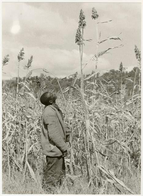 Man standing in a millet field looking up at a tall plant stalk (print is a cropped image)