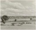 A herd of cattle near a watering hole (print is a cropped image)