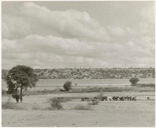 A herd of cattle near a watering hole (print is a cropped image)