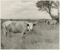 Two long-horned cows (print is a cropped image)