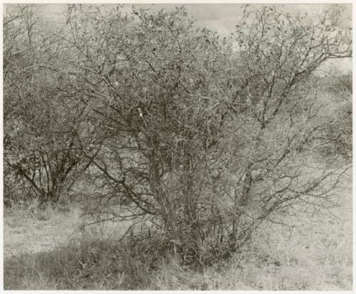 Brush with white flowers (print is a cropped image)