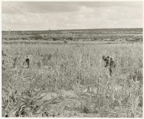 Woman crouched with a baby on her back in a millet field, gathering? (print is a cropped image)