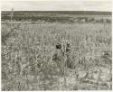 Woman bent over, working in a millet field (print is a cropped image)