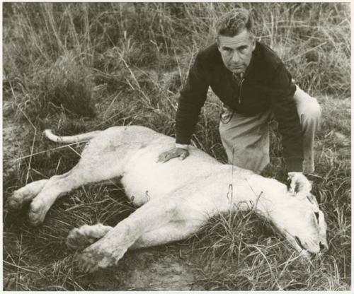 Daniel Blitz kneeling over a dead lion (print is a cropped image)