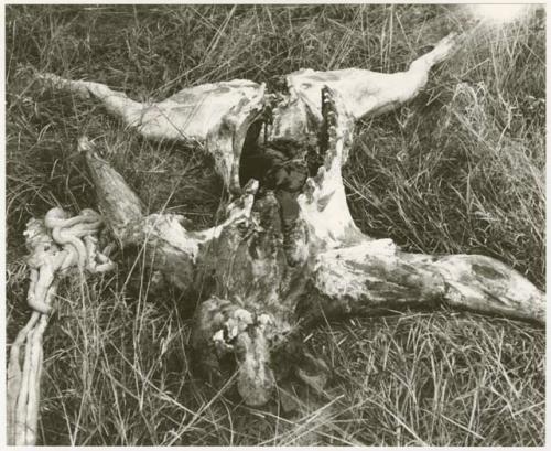 Lion carcass cut open (print is a cropped image)