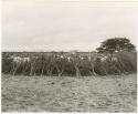 Cattle in the clearing of the village near Kungwane (print is a cropped image)