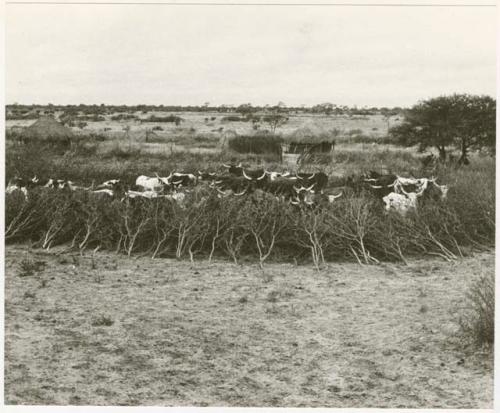 Cattle in the clearing of the village near Kungwane (print is a cropped image)