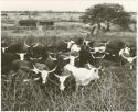 Cattle in a kraal (print is a cropped image)