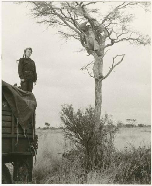 Expedition staff member in a tree with binoculars; Elizabeth Marshall Thomas on top of a truck (print is a cropped image)