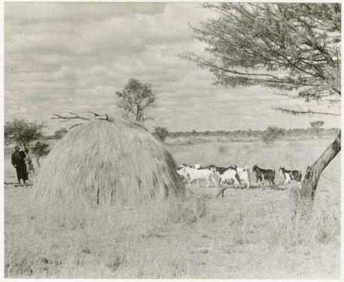 Goats by a hut at Kungwane (print is a cropped image)