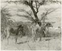 Two donkeys at Kungwane (print is a cropped image)