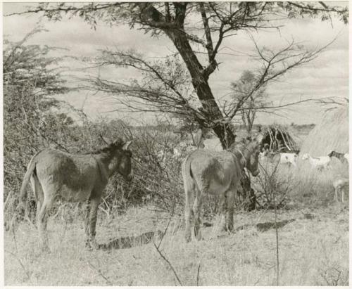 Two donkeys at Kungwane (print is a cropped image)