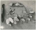 Plants, leaves, seeds, a seed pod on a white background (print is a cropped image)