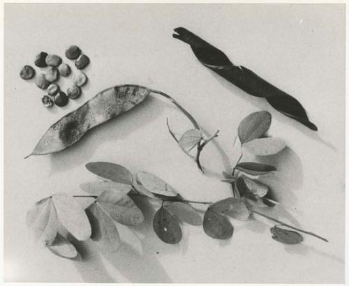 Plants, leaves, seeds, a seed pod on a white background (print is a cropped image)