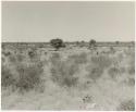 Grouping of grass huts; group of people standing on the left side (print is a cropped image)