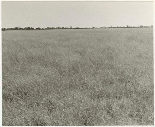 Grass with brush and scrub trees on the horizon (print is a cropped image)