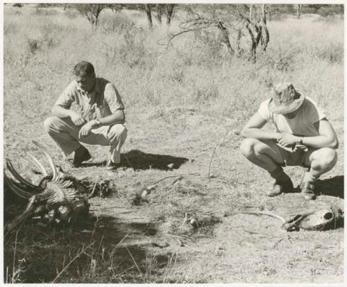 William Donnellan and Caspar Kruger looking at animal bones (print is a cropped image)