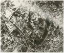 Seed pod hanging from a plant in the grass (print is a cropped image)